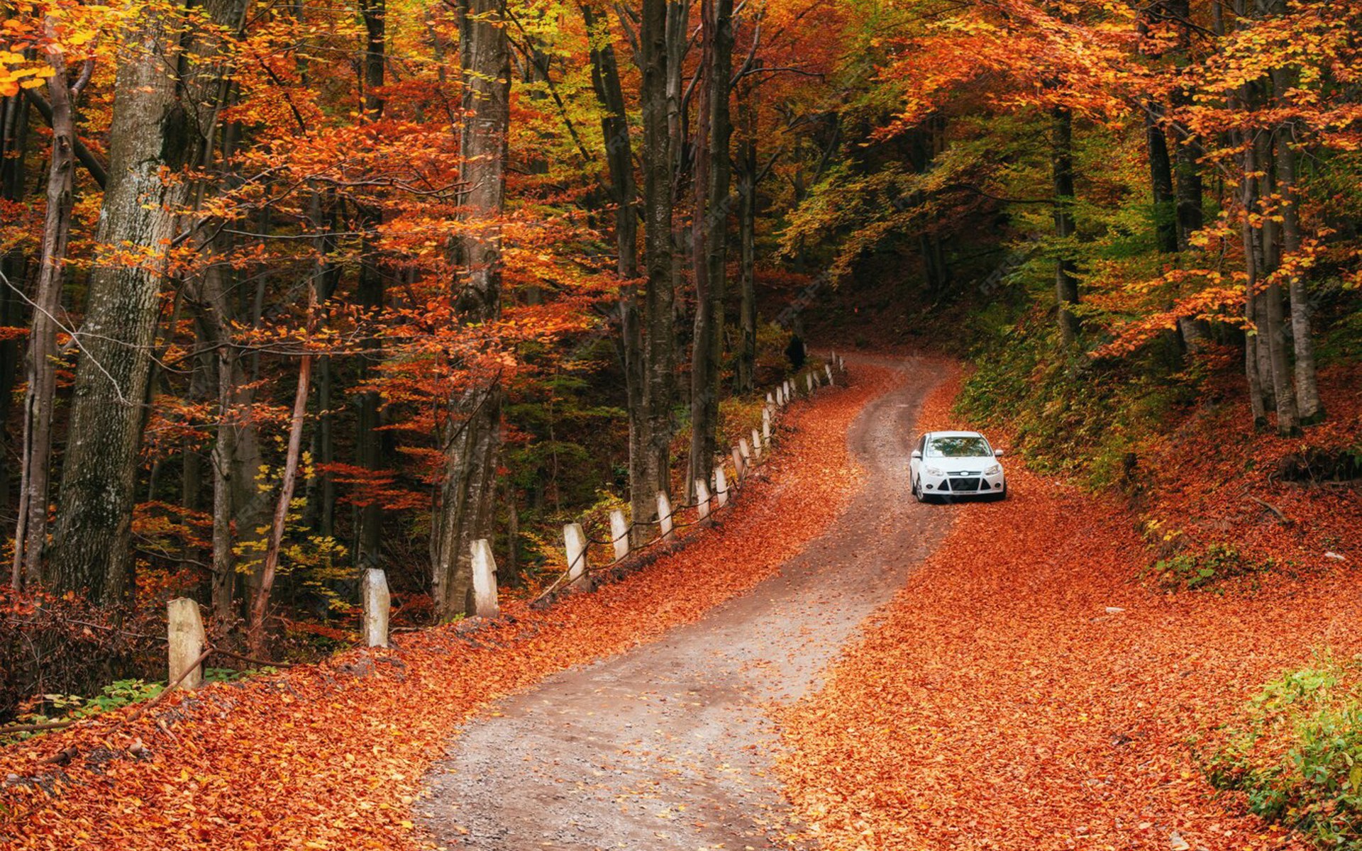 Car Forest Path 146671 9562